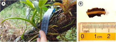 Getting a Grip on the Adhesion Mechanism of Epiphytic Orchids – Evidence From Histology and Cryo-Scanning Electron Microscopy